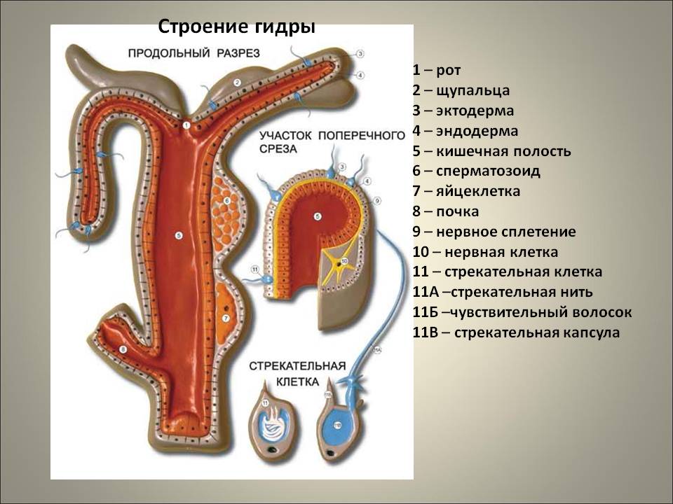 Кракен 2krnk